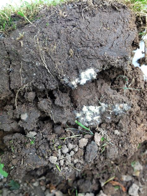 white fungus in soil identification.